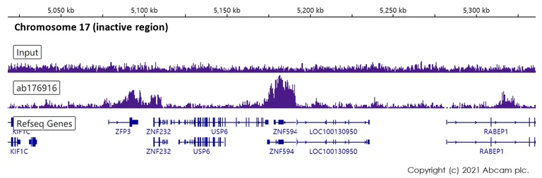 ChIP-sequencing - Anti-Histone H3 (tri methyl K9) antibody [EPR16601] - ChIP Grade (AB176916)