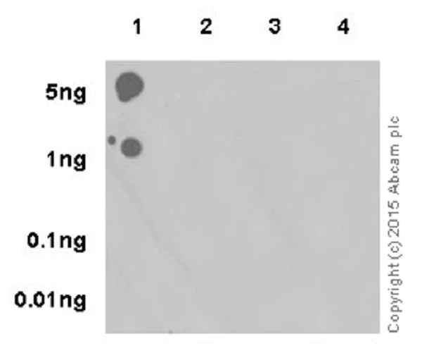 Dot Blot - Anti-Histone H3 (tri methyl K9) antibody [EPR16601] - ChIP Grade (AB176916)