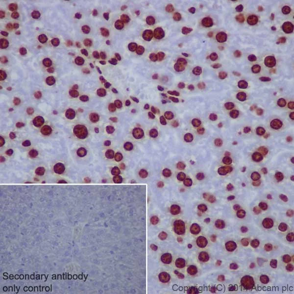 h you ページ ヘビーウェイト 1969 GAPロゴ ジップアップパーカー