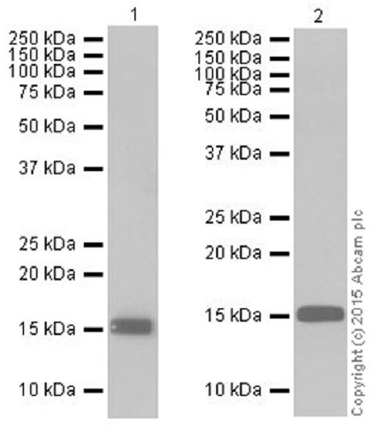 Tỷ lệ cá cược - Khám Phá Chi Tiết và Những Yếu Tố Quyết Định Thắng Lợi