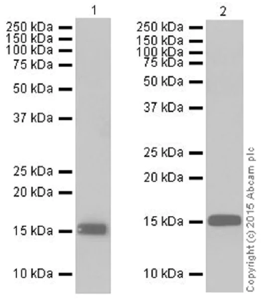 Histone H3 (tri methyl K9) antibody [EPR16601] (ab176916