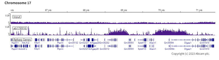 ChIP-sequencing - Anti-Histone H3 (tri methyl K9) antibody [EPR16601] - ChIP Grade - BSA and Azide free (AB232324)