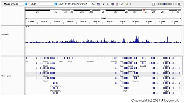 CUT&Tag - Anti-Histone H3 (tri methyl K9) antibody [EPR16601] - ChIP Grade - BSA and Azide free (AB232324)