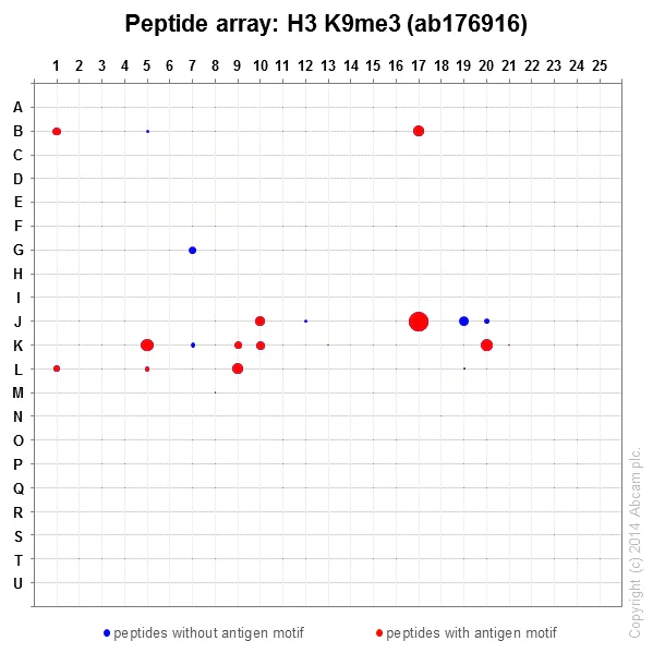 Peptide Array - Anti-Histone H3 (tri methyl K9) antibody [EPR16601] - ChIP Grade - BSA and Azide free (AB232324)