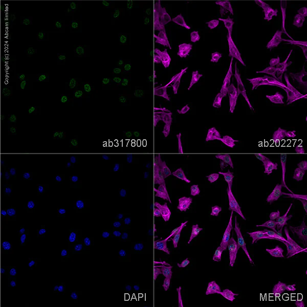 Immunocytochemistry/ Immunofluorescence - Anti-Histone H3 (tri methyl K9) antibody [EPR16601] - ChIP Grade – Mouse IgG1 (Chimeric) (AB317790)