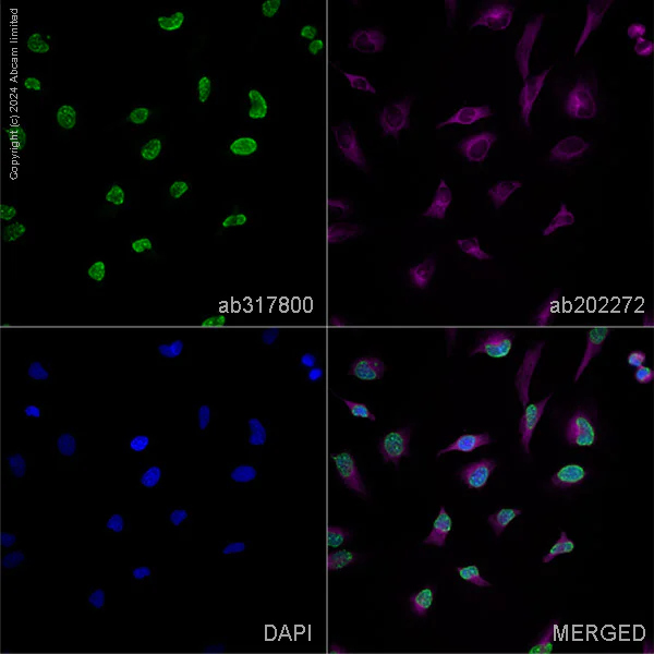 Immunocytochemistry/ Immunofluorescence - Anti-Histone H3 (tri methyl K9) antibody [EPR16601] – Mouse IgG1 (Chimeric) – BSA and Azide Free (AB317800)