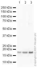 Western blot - Anti-Histone H3 (tri methyl K9, phospho S10) antibody (AB5819)