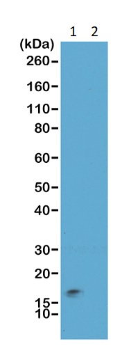 Western blot - Anti-Histone H3 (tri methyl K9, phospho S10) antibody [RM162] (AB238306)