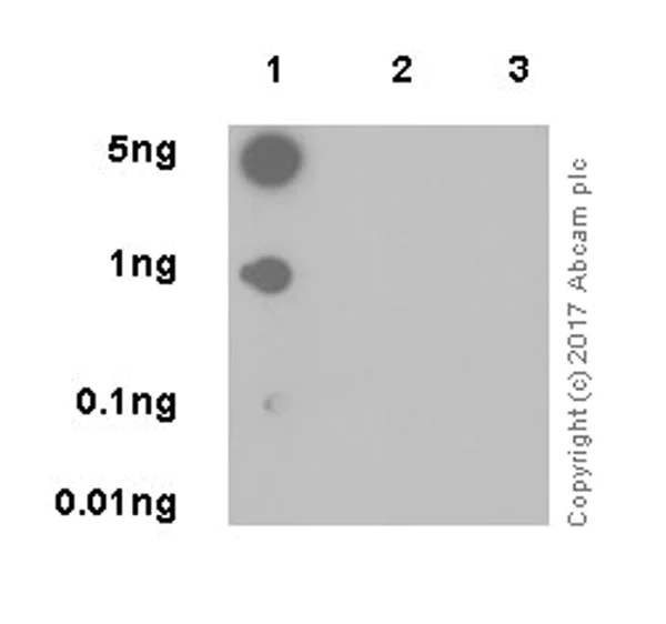 Dot Blot - Anti-Histone H3 (ubiquityl K23) antibody [EPR18876] - BSA and Azide free (AB251182)
