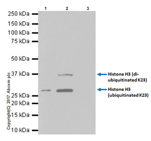 Immunoprecipitation - Anti-Histone H3 (ubiquityl K23) antibody [EPR18876] - BSA and Azide free (AB251182)