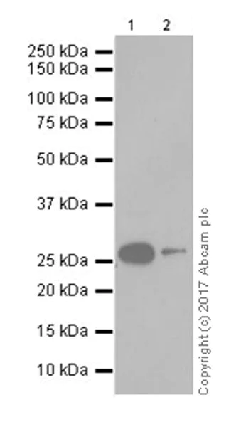 Western blot - Anti-Histone H3 (ubiquityl K23) antibody [EPR18876] - BSA and Azide free (AB251182)