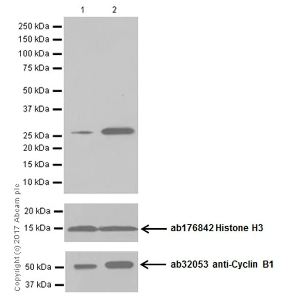 Western blot - Anti-Histone H3 (ubiquityl K23) antibody [EPR18876] - BSA and Azide free (AB251182)