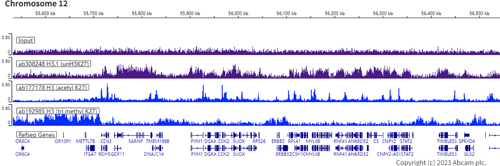 ChIP-sequencing - Anti-Histone H3 (unmodified K27) antibody [EPR23553-22] (ab308248), expandable thumbnail
