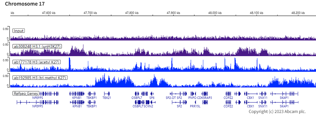 ChIP-sequencing - Anti-Histone H3 (unmodified K27) antibody [EPR23553-22] (ab308248), expandable thumbnail