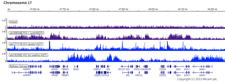 ChIP-sequencing - Anti-Histone H3 (unmodified K27) antibody [EPR23553-22] (AB308248)
