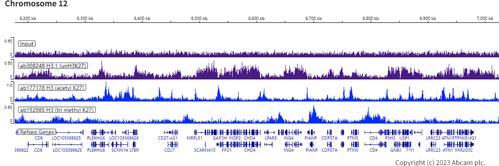 ChIP-sequencing - Anti-Histone H3 (unmodified K27) antibody [EPR23553-22] (ab308248), expandable thumbnail