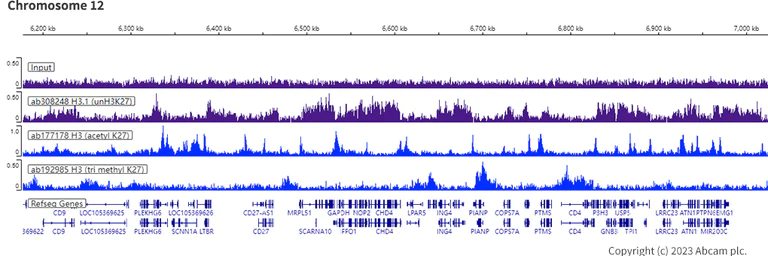ChIP-sequencing - Anti-Histone H3 (unmodified K27) antibody [EPR23553-22] (AB308248)
