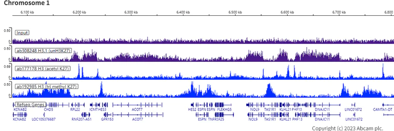 ChIP-sequencing - Anti-Histone H3 (unmodified K27) antibody [EPR23553-22] (AB308248)