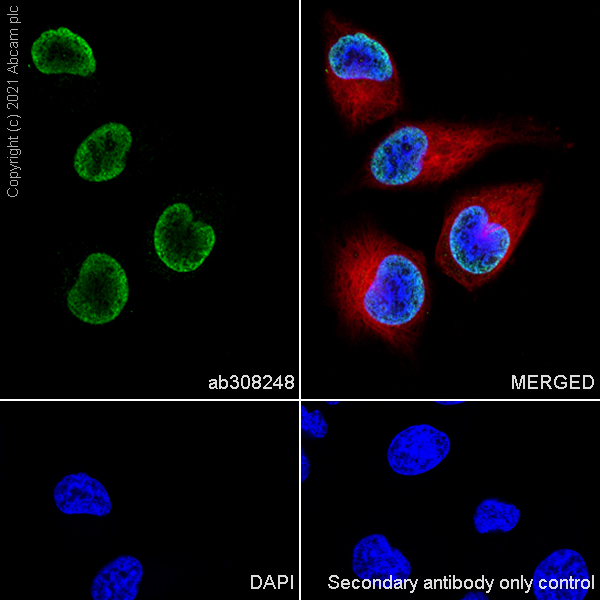 Immunocytochemistry/ Immunofluorescence - Anti-Histone H3 (unmodified K27) antibody [EPR23553-22] (ab308248), expandable thumbnail