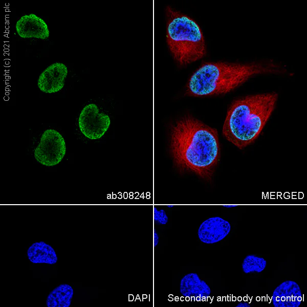 Immunocytochemistry/ Immunofluorescence - Anti-Histone H3 (unmodified K27) antibody [EPR23553-22] (AB308248)