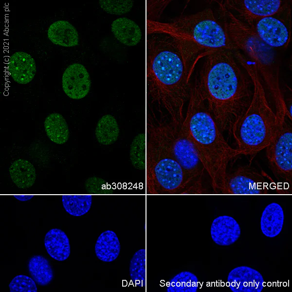 Immunocytochemistry/ Immunofluorescence - Anti-Histone H3 (unmodified K27) antibody [EPR23553-22] (AB308248)