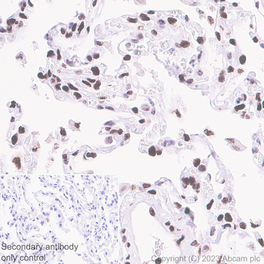 Immunohistochemistry (Formalin/PFA-fixed paraffin-embedded sections) - Anti-Histone H3 (unmodified K27) antibody [EPR23553-22] (ab308248), expandable thumbnail