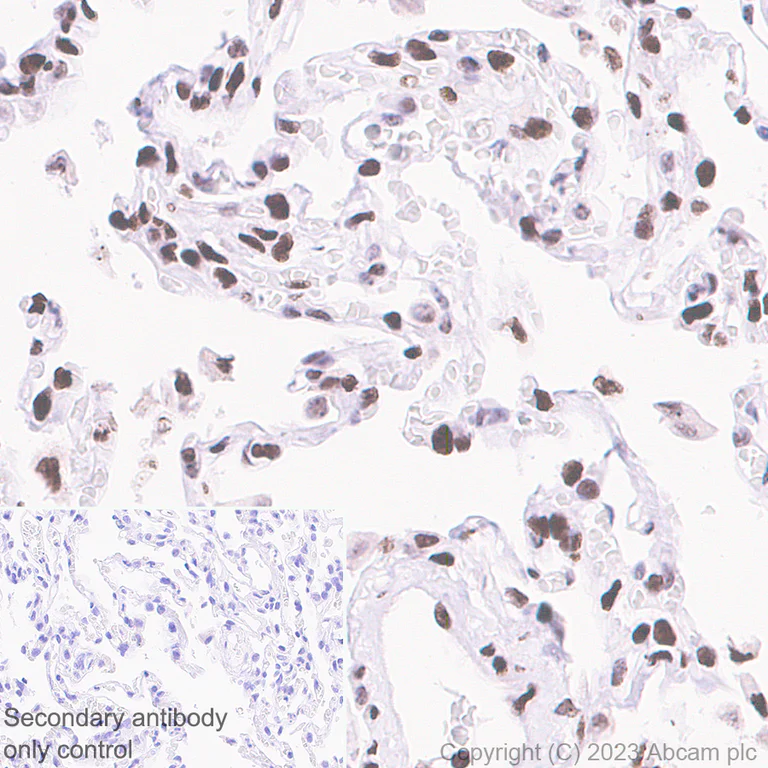 Immunohistochemistry (Formalin/PFA-fixed paraffin-embedded sections) - Anti-Histone H3 (unmodified K27) antibody [EPR23553-22] (AB308248)