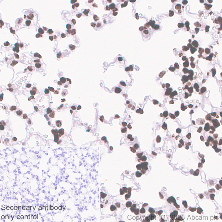 Immunohistochemistry (Formalin/PFA-fixed paraffin-embedded sections) - Anti-Histone H3 (unmodified K27) antibody [EPR23553-22] (AB308248)