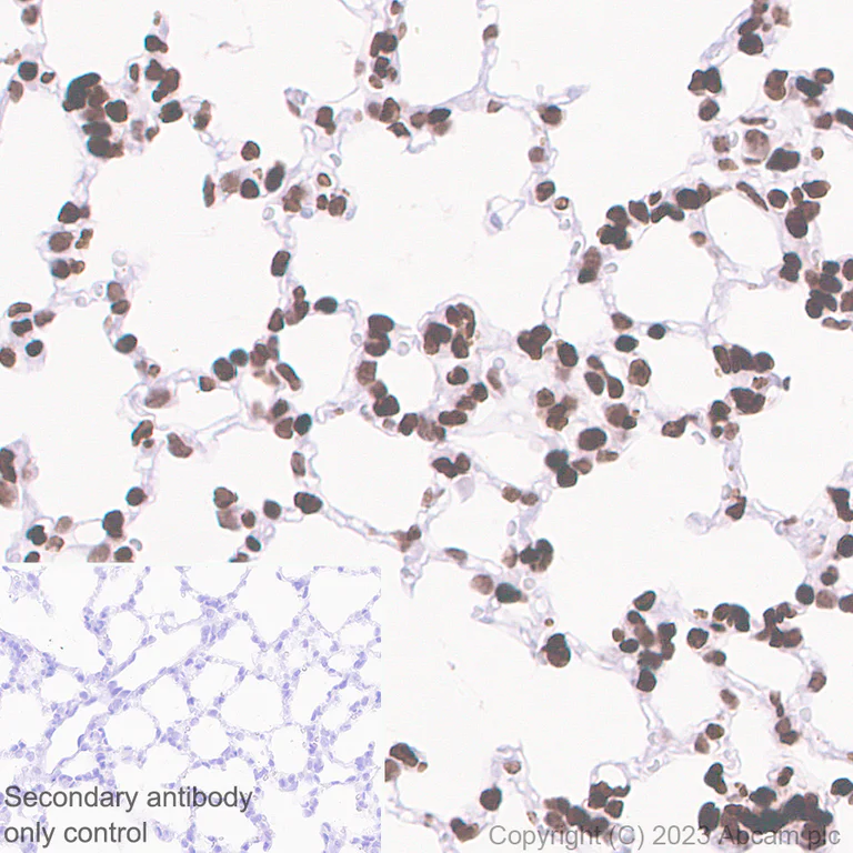 Immunohistochemistry (Formalin/PFA-fixed paraffin-embedded sections) - Anti-Histone H3 (unmodified K27) antibody [EPR23553-22] (AB308248)