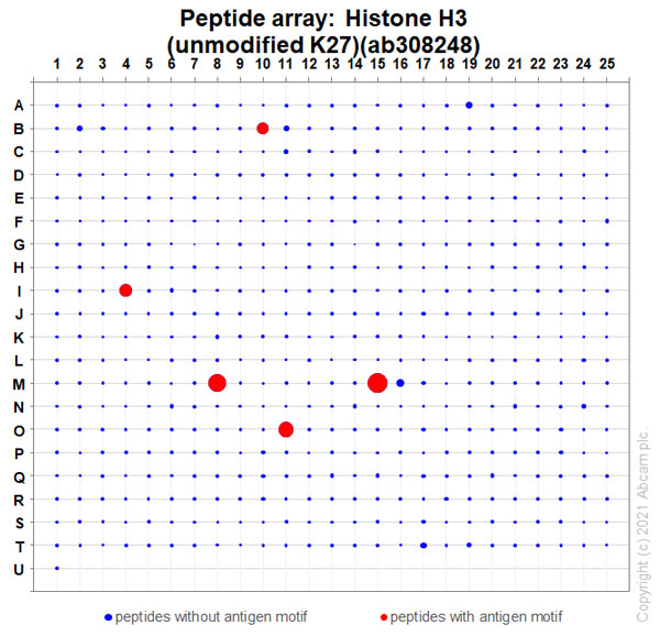Peptide Array - Anti-Histone H3 (unmodified K27) antibody [EPR23553-22] (AB308248), expandable thumbnail