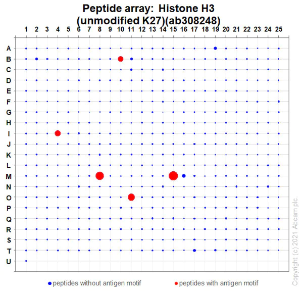 Peptide Array - Anti-Histone H3 (unmodified K27) antibody [EPR23553-22] (AB308248)
