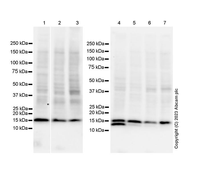 Western blot - Anti-Histone H3 (unmodified K27) antibody [EPR23553-22] (AB308248), expandable thumbnail