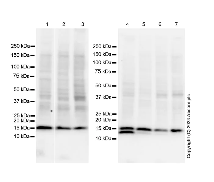 Western blot - Anti-Histone H3 (unmodified K27) antibody [EPR23553-22] (AB308248)