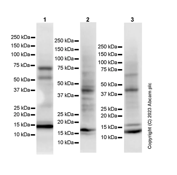 Western blot - Anti-Histone H3 (unmodified K27) antibody [EPR23553-22] (AB308248)