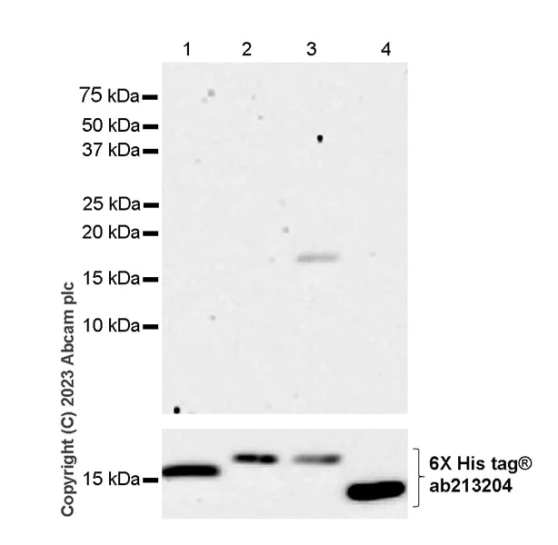 Western blot - Anti-Histone H3 (unmodified K27) antibody [EPR23553-22] (AB308248)