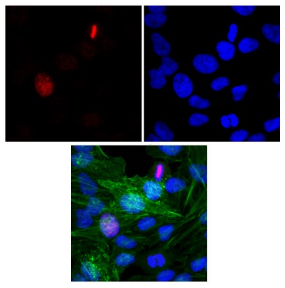 Immunocytochemistry/ Immunofluorescence - Anti-Histone H3 (unmodified K4) antibody [RM186] (AB238310)