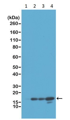 Western blot - Anti-Histone H3 (unmodified K4) antibody [RM186] (AB238310)