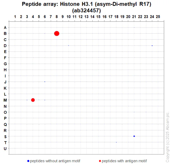 Peptide Array - Anti-Histone H3.1 (asym-Di-methyl R17) antibody [EPR29607-55] (AB324457)