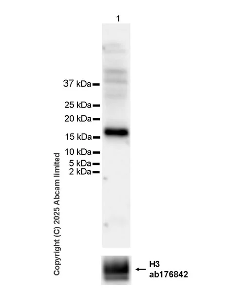Western blot - Anti-Histone H3.1 (asym-Di-methyl R17) antibody [EPR29607-55] (AB324457)
