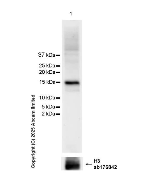 Western blot - Anti-Histone H3.1 (asym-Di-methyl R17) antibody [EPR29607-55] (AB324457)