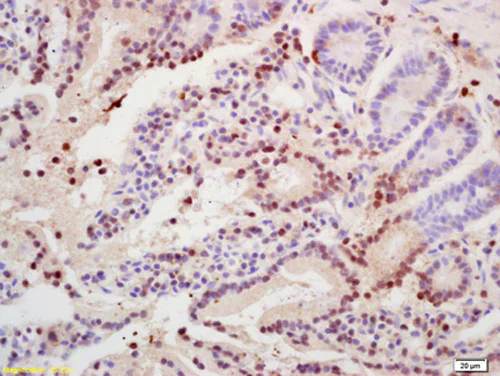 Immunohistochemistry (Formalin/PFA-fixed paraffin-embedded sections) - Anti-Histone H3.3 antibody (AB213677)