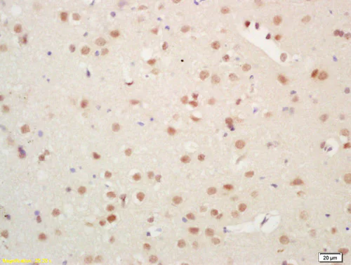 Immunohistochemistry (Formalin/PFA-fixed paraffin-embedded sections) - Anti-Histone H3.3 antibody (AB213677)