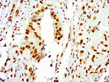Immunohistochemistry (Formalin/PFA-fixed paraffin-embedded sections) - Anti-Histone H3.3 antibody (AB213677)