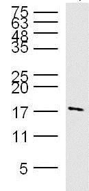 Western blot - Anti-Histone H3.3 antibody (AB213677)