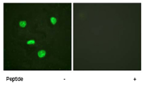 Immunocytochemistry/ Immunofluorescence - Anti-Histone H3.3 antibody (AB62642)