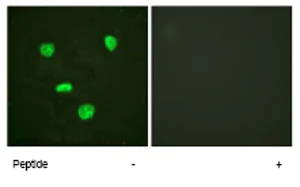 Immunocytochemistry/ Immunofluorescence - Anti-Histone H3.3 antibody (AB62642)