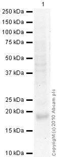 Western blot - Anti-Histone H3.3 antibody (AB62642)