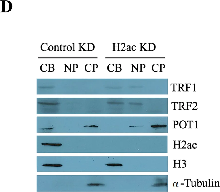 Western blot - Anti-Histone H3.3 antibody (AB62642)