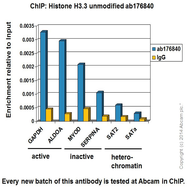 ChIP - Anti-Histone H3.3 antibody [EPR17899] - BSA and Azide free (AB208690), expandable thumbnail