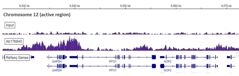 ChIP-sequencing - Anti-Histone H3.3 antibody [EPR17899] - BSA and Azide free (AB208690)